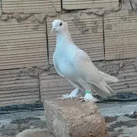 کبوتر ماده سفید کاکلی