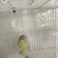 گیرینچیک نر و قناری ماده