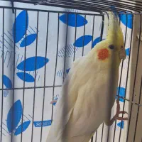 عروس هلندی لوتینو با کیفیت