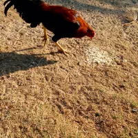 مرغ و خروس اصیل نژاد دار