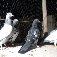 کبوتر تیدی پاکستانی|پرنده|شاهینشهر, کوی مهدیه|دیوار