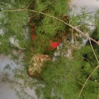 دانش آموزعزیز