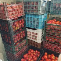 گوجه ربی کیلویی ۳ هزار