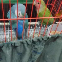 یک جفت طوطی تخم گذار