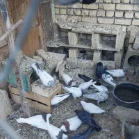 کبوتر پرشی و نقشی