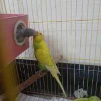 مرغ عشق با جوجه و تخم و نر و ماده