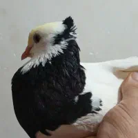 کبوتر طوقی کاکلی