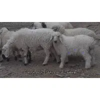 بره نر و ماده چهار عدد