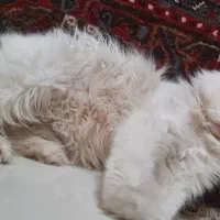 گربه پرشین فول کلاسیک اصل جنسیت نر