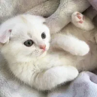 گربه سفید اشرافی