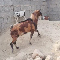 نر بز نژاد بچی|حیوانات مزرعه|فین, |دیوار