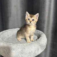 بچه گربه های اسکاتیش و بریتیش|گربه|شیراز, عفیف‌آباد|دیوار