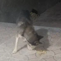 سگ ژرمن هاسکی چشم ابی