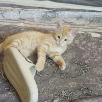 واگذاری رایگان گربه|گربه|اراک, |دیوار