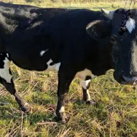 سلام یک راس لیشه دوردورک قیمت ۷۵تومان