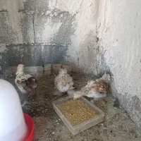 جوجه کوشین ردمتلد
