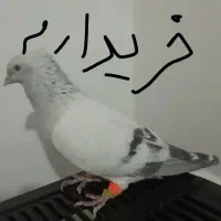 نر شامی دم سفید خِروم