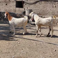 نر بز و بز ابستن نژدی