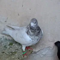 یک لانه کبوتر|پرنده|نقده, |دیوار