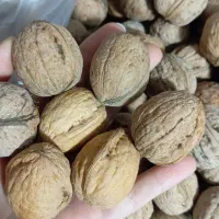 گردوی روستای نیشق درجه1
