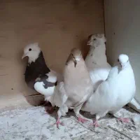 کفتر