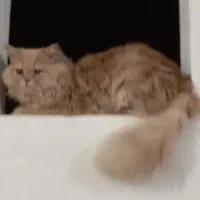 گربه زیبا وملوس