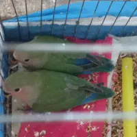 سه عدد طوطی برزیلی دوماه دونه ای ۵۰۰ تومن|پرنده|رشت, حمیدیان|دیوار