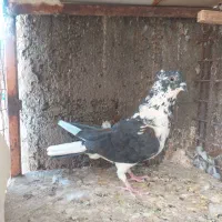کفتر پرشی و خوب|پرنده|ساوه, |دیوار