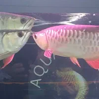 فروش انواع ماهی های خاص و مانستر اکواریومی