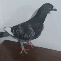 نرقرهسبزقلدربه شرط پرش همه چی تموم