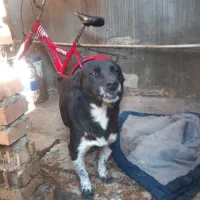 واگذاری سگ پاکوتاه|سگ|رامیان, |دیوار