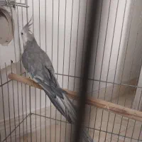 ط . و . ط ی|پرنده|بهبهان, |دیوار