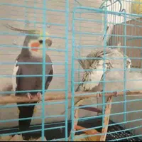 عروس هلندی گم شده|حیوانات|فردیس, منظریه|دیوار