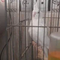 عروس هلندی البینو چشم شرابی