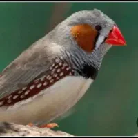 فروش سه عدد فنچ بالغ|پرنده|رشت, جماران|دیوار