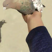 کفتر|پرنده|راور, |دیوار