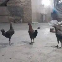 خروس محلی