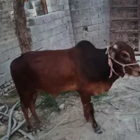 فروش فوری قیمت مناسب|حیوانات مزرعه|راسک, |دیوار