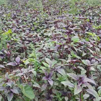 قرمه سبزی اش خرفه کوکو سبزی خوردن باآب چاه سبزیجات
