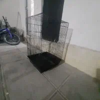 قفس کاسکو،وعروس هلندی