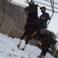 فروش فوری اسب یورقه