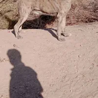 سگ گلگی|سگ|نیمبلوک, |دیوار