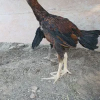 جوجه  لاری خروس