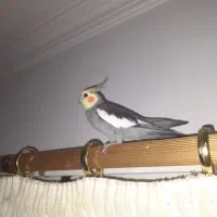 عروس هلندی دستی