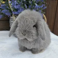 خرگوش لوپ پاریسی|موش و خرگوش|کرمان, |دیوار