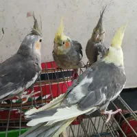 عروس هلندی بالغ|پرنده|خرمشهر, |دیوار