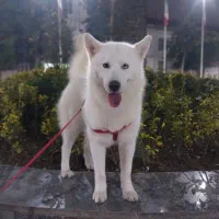 واگذاری هاسکی ساموئید ۱سال نیم