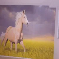 نصب کاغذ دیواری|خدمات پیشه و مهارت|فولادشهر, A2|دیوار