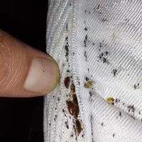 سمپاشی|خدمات نظافت|تهران, اوین|دیوار