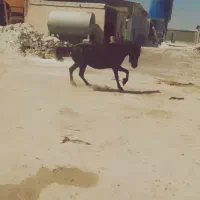 مادیان کرد.   دمگیر|اسب و تجهیزات اسب‌سواری|ملایر, |دیوار